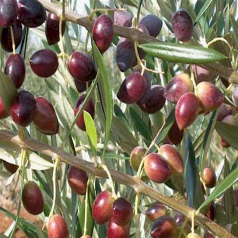 Bodur Yüksek Verimli Koroneiki Zeytin Tohum (5 tohum)