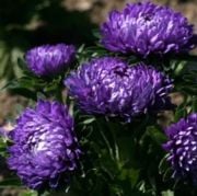 Bodur Mavi Milady Aster Çiçeği Tohumu(30 tohum)