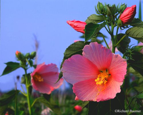 Nadir Pembe Aşk Hibiscus Çiçeği Tohumu(10 adet)