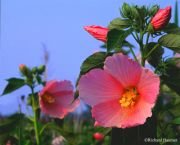 Nadir Pembe Aşk Hibiscus Çiçeği Tohumu(10 adet)