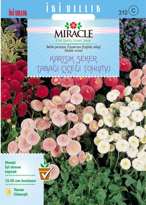 Miracle Karışık Şeker Tabağı(Çayır Papatyası) Çiçeği Tohumu(100 tohum)