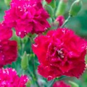 Kırmızı Karanfil Çiçeği Tohumu(25 tohum)