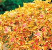 Saksılık Malibu Apricot Kolyos Yaprak Güzeli Çiçeği Fidesi (5 fide)