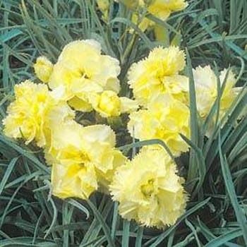 Sarı Karanfil Çiçeği Tohumu(25 tohum)