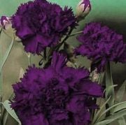 Siyah Kral Karanfil Çiçeği Tohumu(25 tohum)