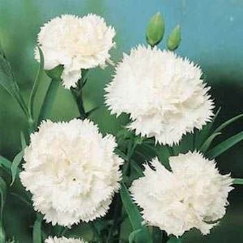 Beyaz Karanfil Çiçeği Tohumu (25 tohum)