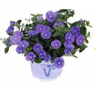 Manati Deep Blue Mavi Renkli Saksılık Kahkaha Çiçeği Fidesi (5 fide)