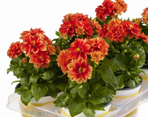Lubega  Orange Portakal Renginde Saksılık Dahlia Çiçeği Fidesi (3 adet)