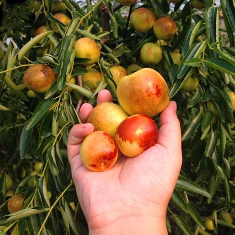 Tüplü Çok Dallı Meyve Verme Yaşında Hünnap Fidanı (150-250 cm)