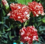 Lekeli Karanfil Çiçeği Tohumu(25 tohum)