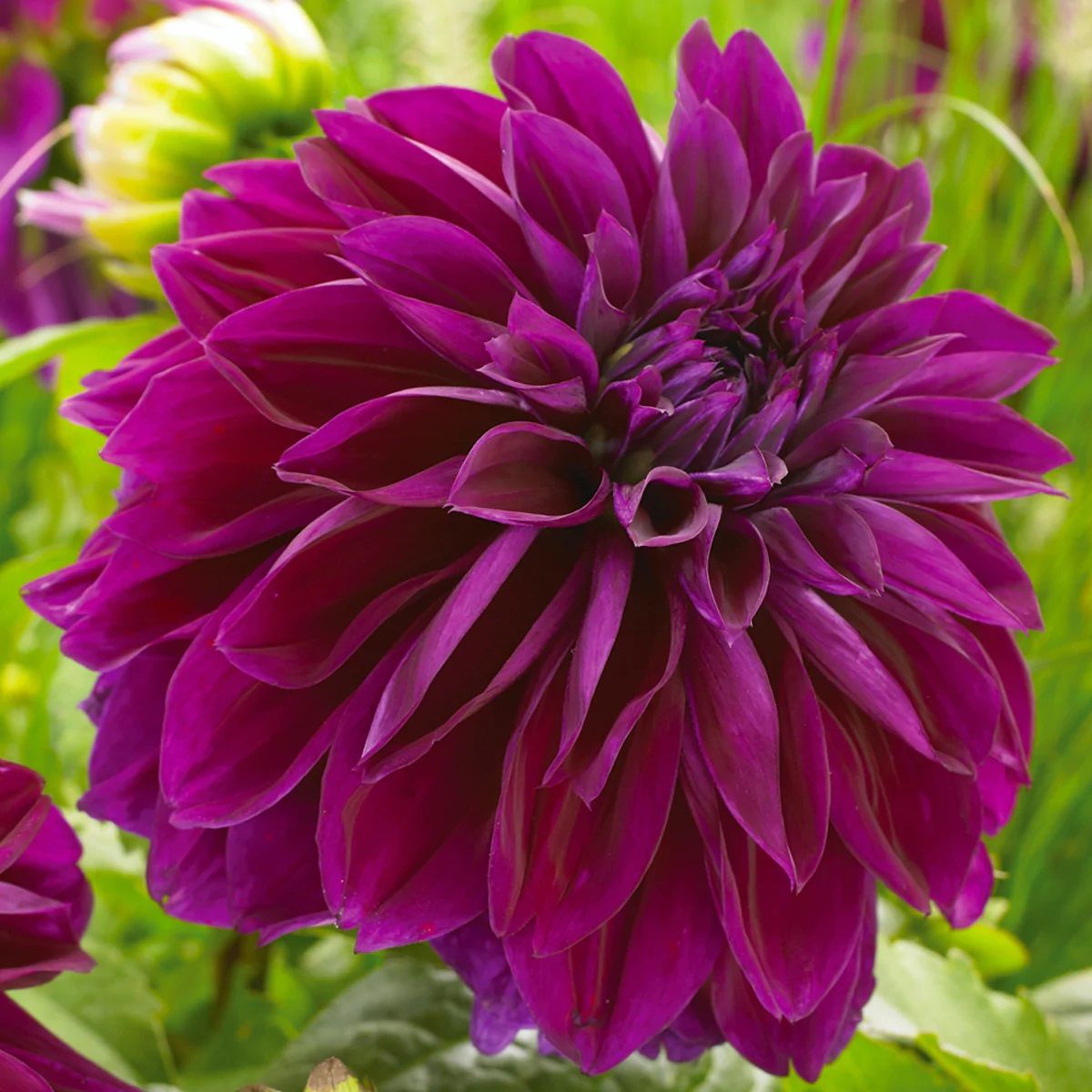 Dev Çiçekli Thomas A. Edison Dahlia Yıldız Çiçeği Soğanı Yumrusu (1 adet )