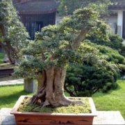 Japon Bonsai Pagoda Ağacı Tohumu(5 tohum)