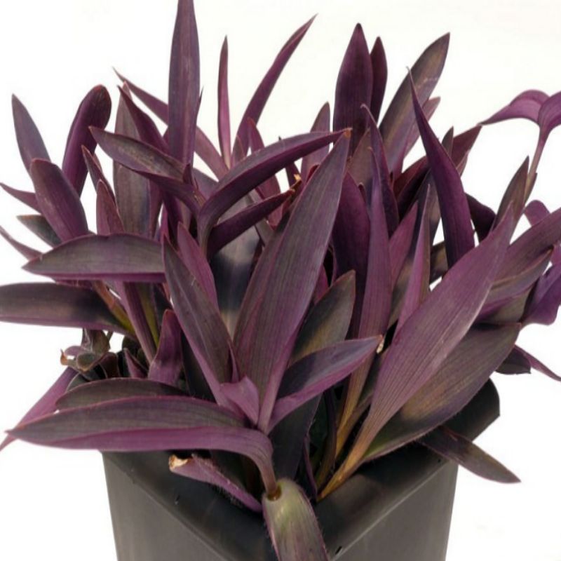 Tradescantia Pallida Purple Heart Mor Telgraf Çiçeği 9 Luk Saksıda