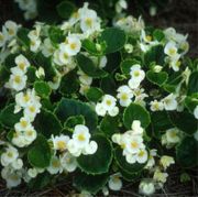 Beyaz Balmumu Begonya Çiçeği Tohumu(10 tohum)