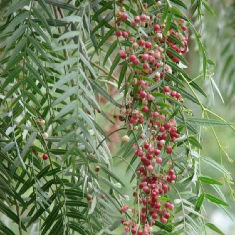 Kaliforniya Biber(Yalancı Kara biber) Ağacı(Pepper Tree)( 5 tohum)