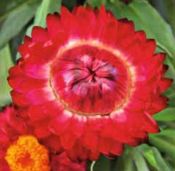 Nevada Red  Kağıt Çiçeği Fidesi (5 adet )