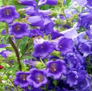 Koyu Mavi Çan(Campanula) Çiçeği Tohumu(100 tohum)