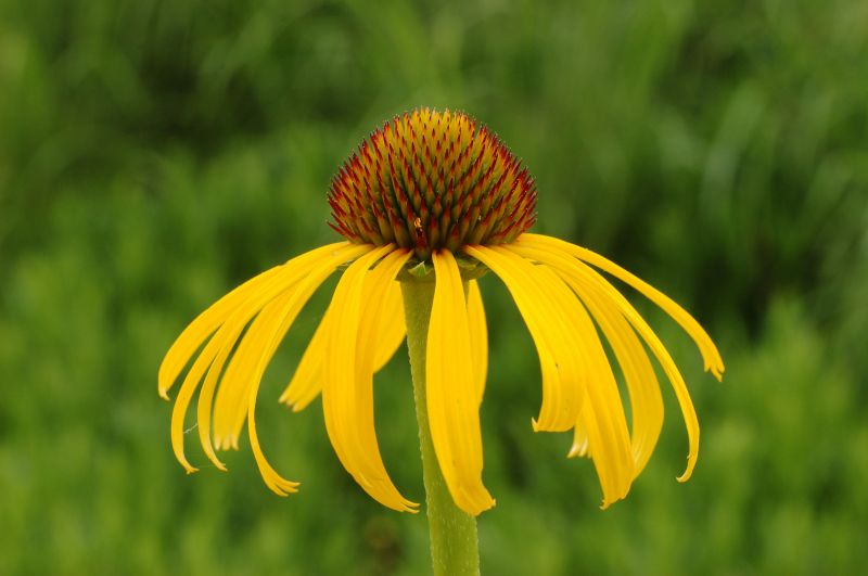 Sarı Rüya Ratibida Pinnata Çiçeği Tohumu(100 tohum)