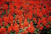 Kırmızı Renkli Scarlet Sage Adaçayı Tohumu(80 tohum)