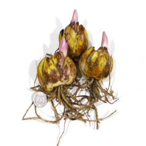 Kokulu Fancy Joy Lilium Sarı Zambak Soğanı (1 Adet)