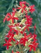 Nadir Kırmızı Şapka Silene(Nakil) Çiçeği  Tohumu(20 tohum)