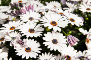 Erato Compact White Beyaz Çiçekli Bodrum Papatyası Çiçeği Fidesi (3 fide)