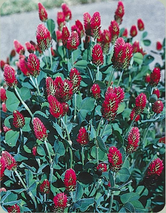 Red Love Trifolium Çiçeği Tohumu(50 tohum)