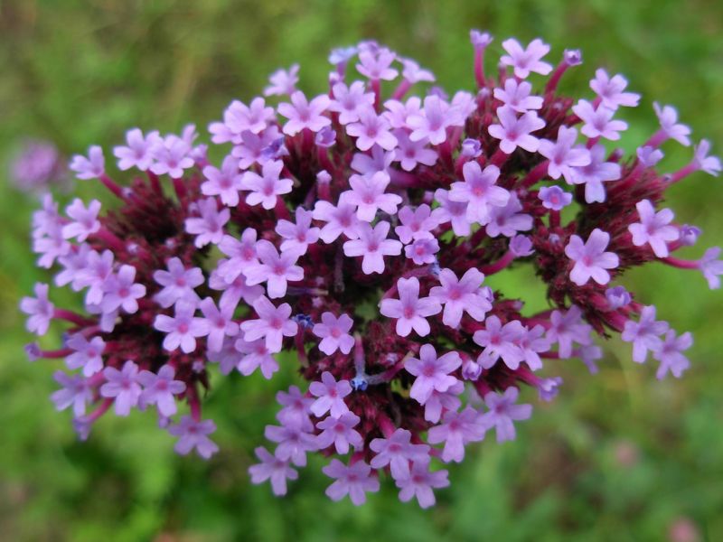 Mor Verbena(Mine) Çiçeği Tohumu(200 tohum)