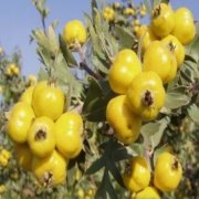 Doğal Sarı Alıç Tohumu(10 adet)