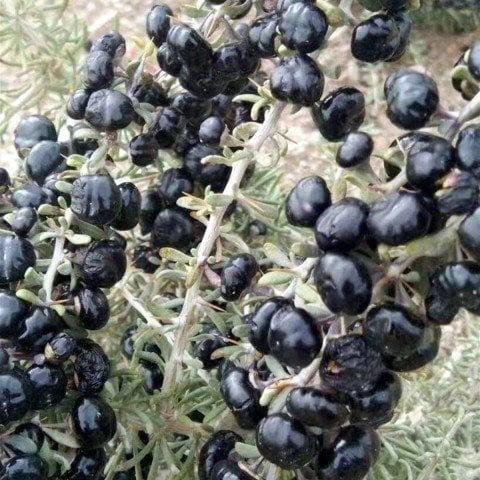 Nadir Siyah Goji Berry Fidanı(15-25 cm)
