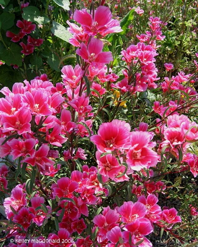 Pembe Güzeli Klarkiya Çiçeği Tohumu(100  tohum)