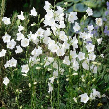 Beyaz Renkli Çan(Campanula) Çiçeği Tohumu(100 tohum)