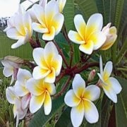 Tüplü Plumeria Amerikan Fulu Fidanı(70-95 CM)