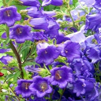 Mavi  Renkli Çan(Campanula) Çiçeği Tohumu(100 tohum)