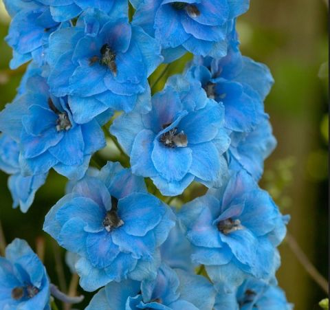 Gladiolus Blue Jay Glayör Çiçeği Soğanı (4 adet)