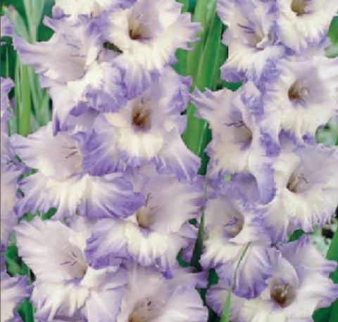 Gladiolus Blue Frost  Glayör Çiçeği Soğanı (4 adet)