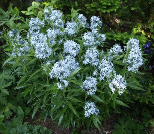 Nadir Amsonia Mavi Yıldız Çiçeği Tohumu(10 tohum)