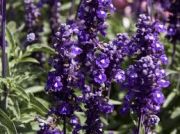 Farina Violet Menekşe Renkli Adaçayı Çiçeği Fidesi (5 fide)