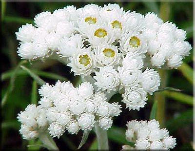 Snow Beuaty Anaphalis Çiçeği Tohumu(100 tohum)