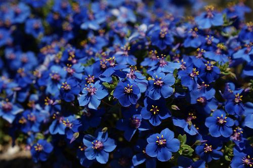 Mavi Anagallis Çiçeği Tohumu(100 tohum)