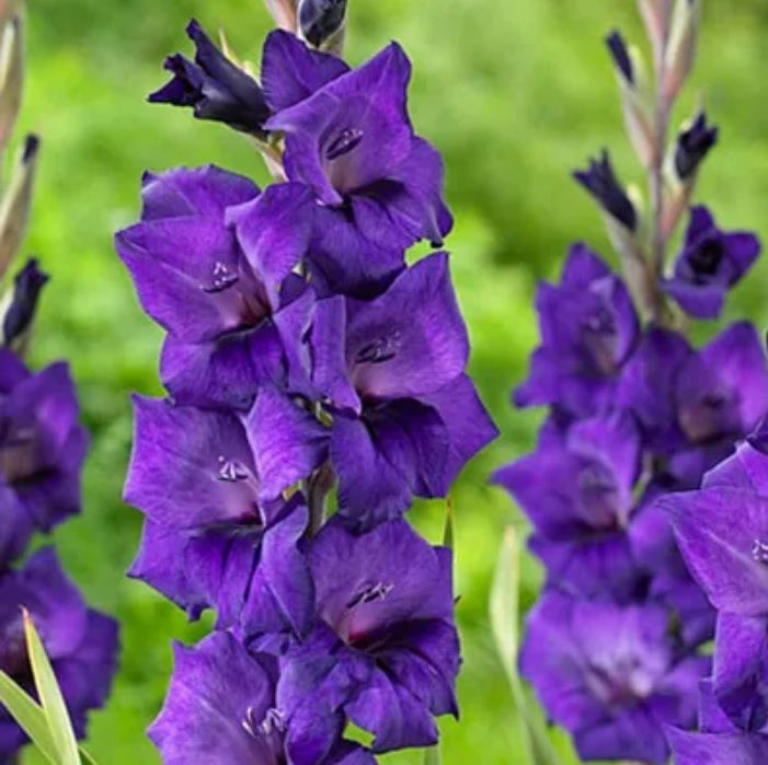 Gladiolus Purple Flora Glayör Çiçeği Soğanı (4 adet)