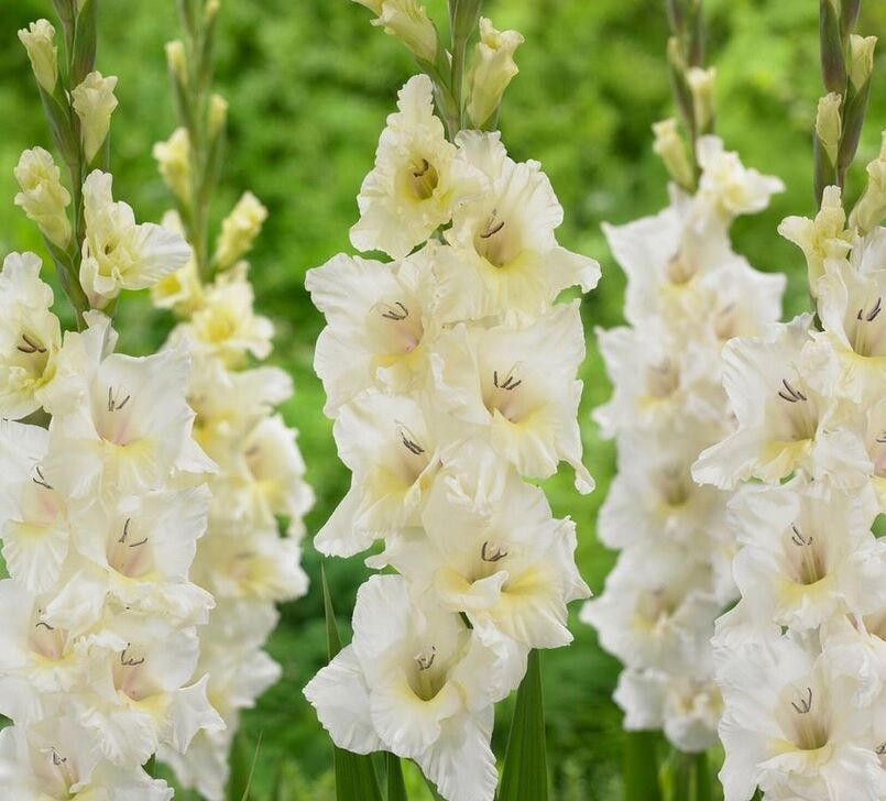 Gladiolus White Prosperity Glayör Çiçeği Soğanı (4 adet)