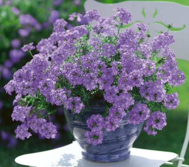 Vectura Lavender Verbana Mine Çiçeği Fidesi (5 fide)