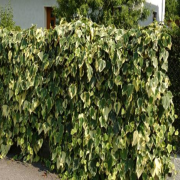 Hedera Helix Anne Maria Alacalı Herdem Yeşil Duvar Orman Sarmaşığı Fidanı (70-120 cm)