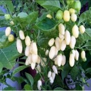 Doğal White Habanero  Biber Tohumu (20 tohum)