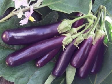 Doğal Long Purple Patlıcan Tohumu(50 tohum)