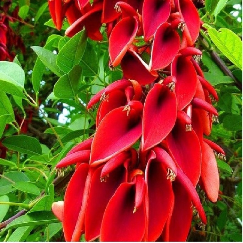 Erythrina Crista Galli Mercan Ağacı Fidanı Özel Çeşit(20-40 cm)