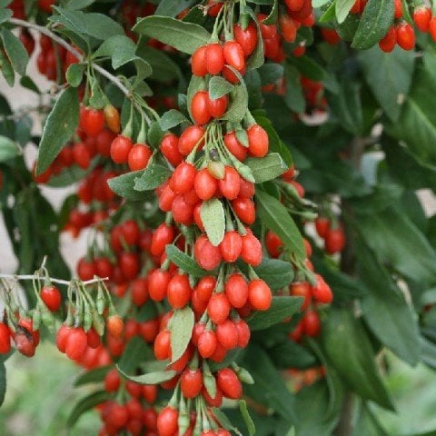 Tüplü Goji Berry Kurt Üzümü Fidanı (10 adet)