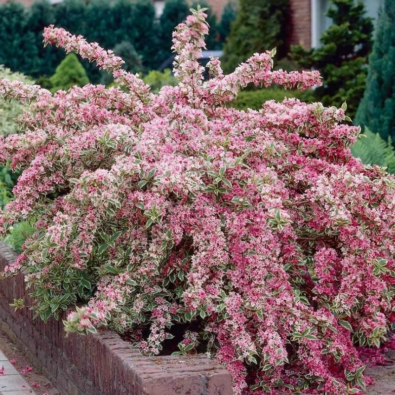 Soğuga Dayanıklı Bodur Weigela Florida Variegata Saksıda (20-40 cm)