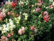 Karışık Renkli Bodur Linaria Çiçeği Tohumu(100 tohum)